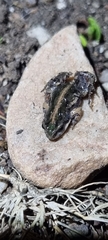 Cacosternum boettgeri
