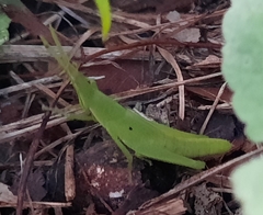 Atractomorpha similis