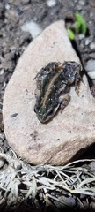 Cacosternum boettgeri
