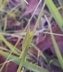 Atractomorpha similis