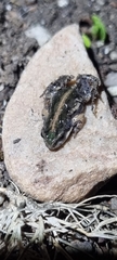 Cacosternum boettgeri