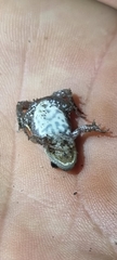 Cacosternum boettgeri
