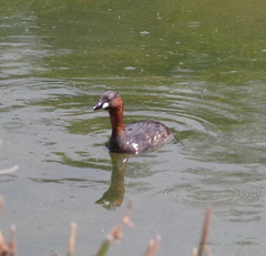 Tachybaptus ruficollis capensis