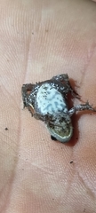 Cacosternum boettgeri