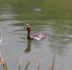 Tachybaptus ruficollis capensis