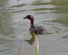 Tachybaptus ruficollis capensis