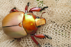 Anoplognathus montanus