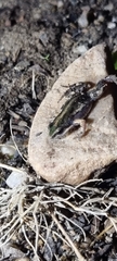 Cacosternum boettgeri