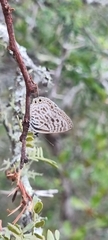 Leptotes pirithous