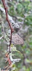 Leptotes pirithous