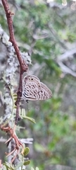 Leptotes pirithous