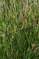 Eleocharis limosa