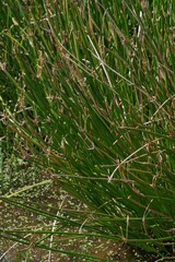 Eleocharis limosa