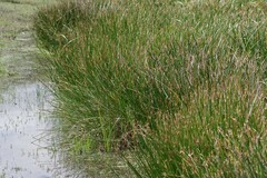 Eleocharis limosa