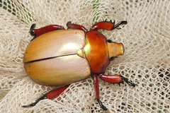 Anoplognathus montanus