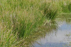 Eleocharis limosa