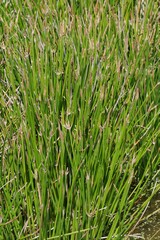 Eleocharis limosa