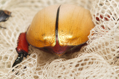 Anoplognathus montanus