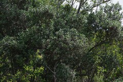 Diospyros dichrophylla