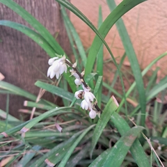 Ophiopogoneae
