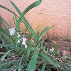 Ophiopogoneae