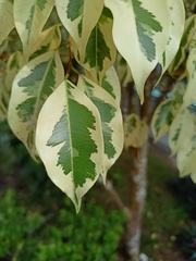 Ficus benjamina