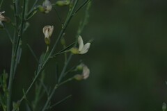 Psoralea oligophylla