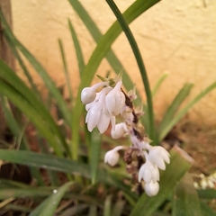 Ophiopogoneae