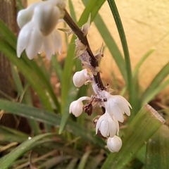 Ophiopogoneae