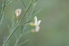 Psoralea oligophylla