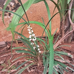 Ophiopogoneae