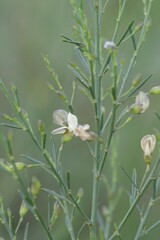 Psoralea oligophylla