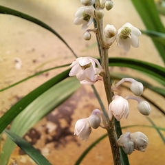 Ophiopogoneae