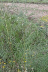 Psoralea oligophylla