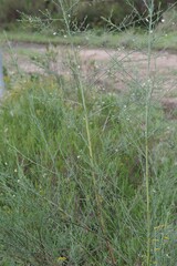 Psoralea oligophylla