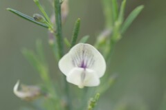 Psoralea oligophylla