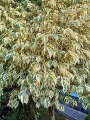 Ficus benjamina