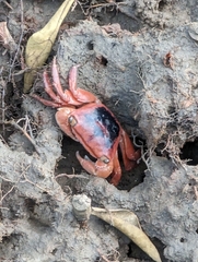 Metopograpsus latifrons