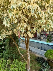 Ficus benjamina