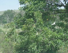 Searsia chirindensis