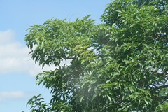 Searsia chirindensis