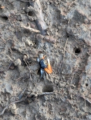 Tubuca coarctata