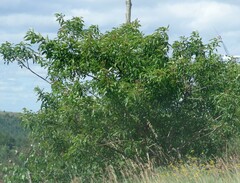 Searsia chirindensis