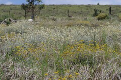 Helichrysum petiolare
