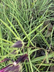 Hibiscus microcarpus