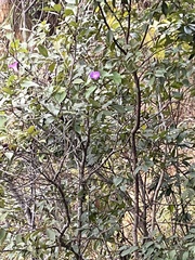 Melastoma malabathricum