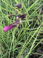 Hibiscus microcarpus