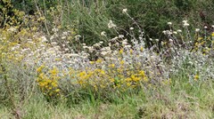 Helichrysum petiolare