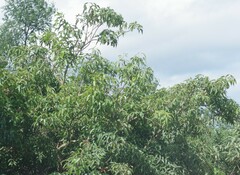 Searsia chirindensis