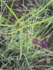 Hibiscus microcarpus